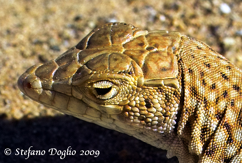 Acanthodactylus dumerili